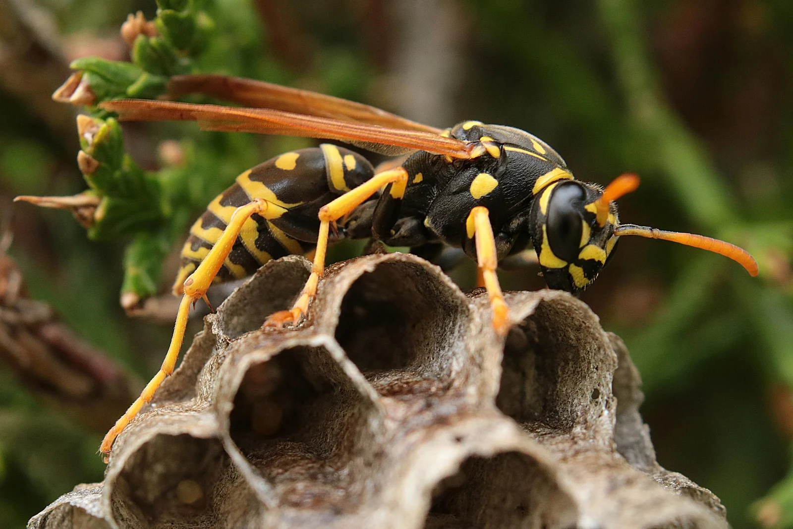 Paper wasp on its nest